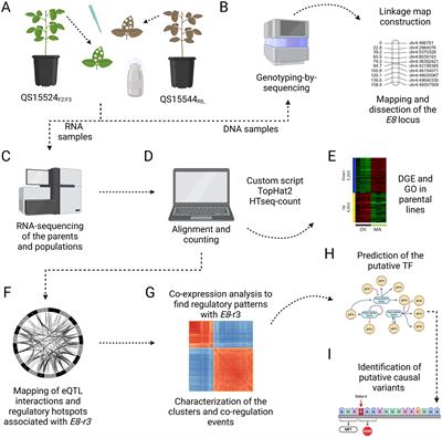 Integrated eQTL mapping approach reveals genomic regions regulating candidate genes of the E8-r3 locus in soybean